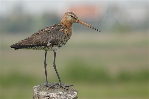 meer foto's van de gruttob