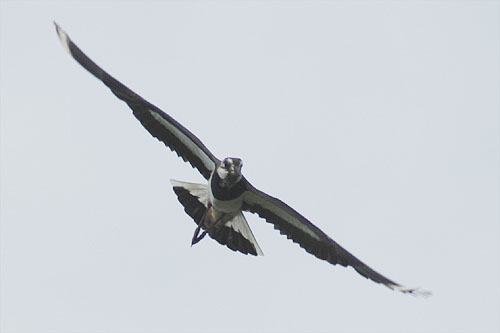 meer foto's van de kievit in vlucht