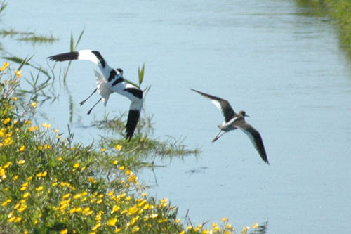 meer foto's van dit conflict