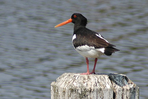 meer foto's van de scholekster