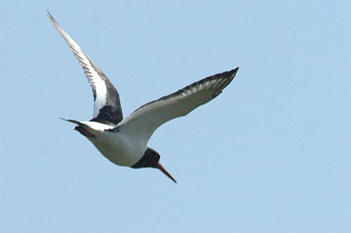 meer foto's van de scholekster in vlucht