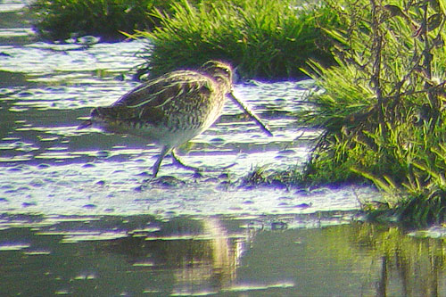 meer foto's van de watersnip