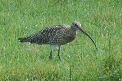 meer foto's van de wulp