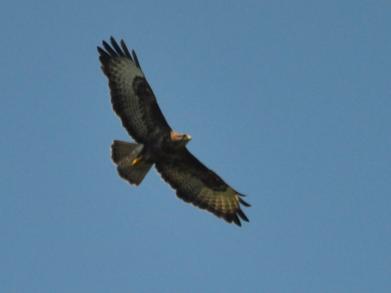 meer foto's van de buizerd